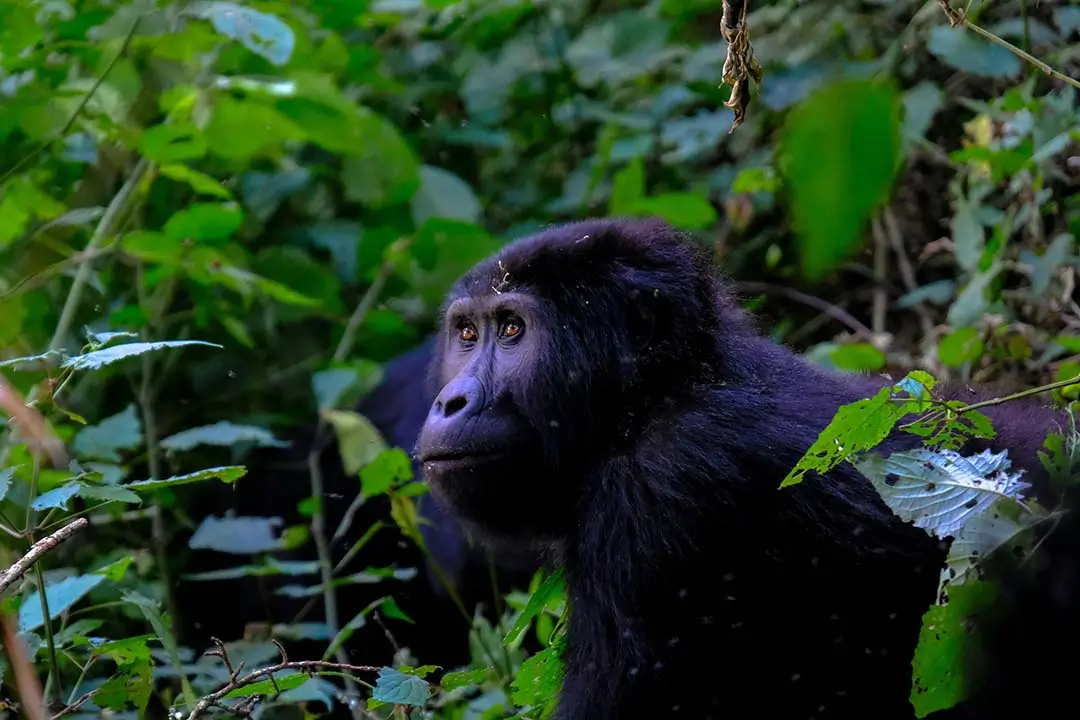 Gorilla Trek in Uganda